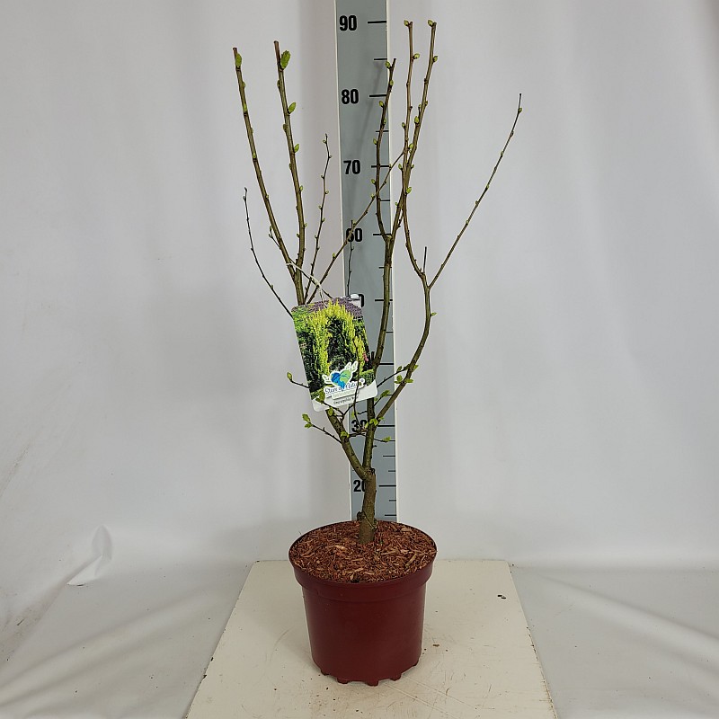 Ulmus carpinifolia 'Wredei' C 4 40- 60, 500 Stück lieferbar, Beladung 2x18, Highlight: Goldulme, jetzt mit goldgelbem Neuaustrieb
