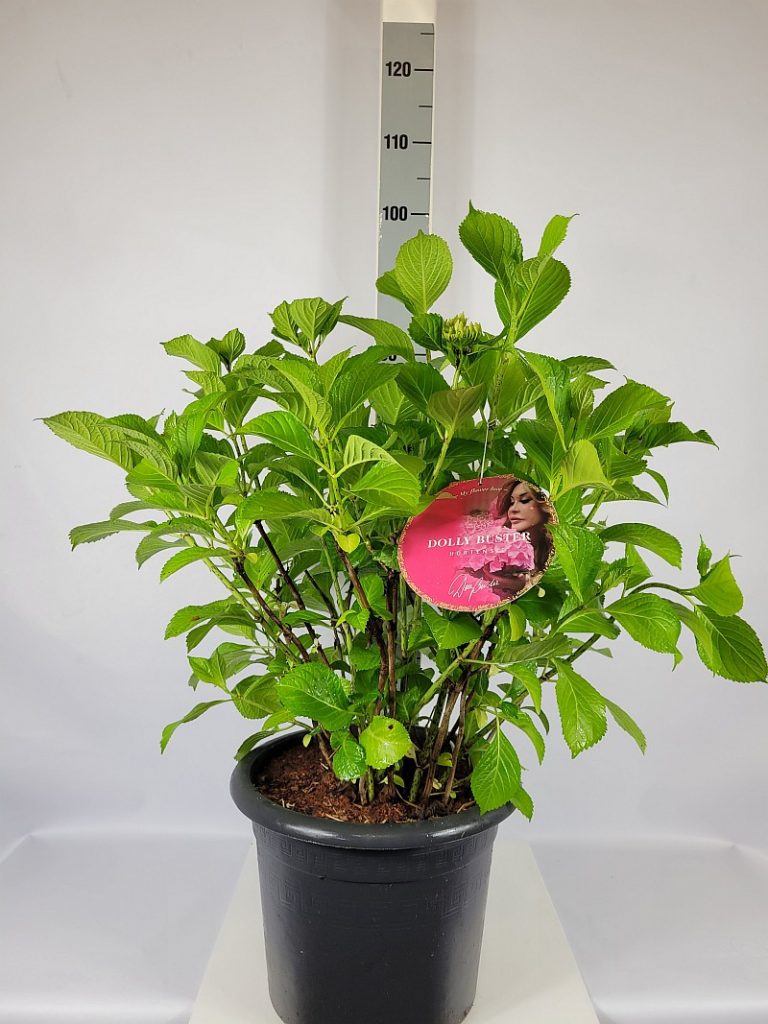Hydrangea m. 'Dolly Buster'  -R- C 15 Plasticotta 60- 80, 50 Stück lieferbar, Beladung 2x6, Highlight: buschige Pflanzen mit neuem Laub, teilweise mit Blütenknöpfen