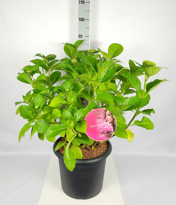 Hydrangea m. 'Dolly Buster'  -R- C 15 Plasticotta 60- 80, 50 Stück lieferbar, Beladung 2x6, Highlight: buschige Pflanzen mit Blütenknospen