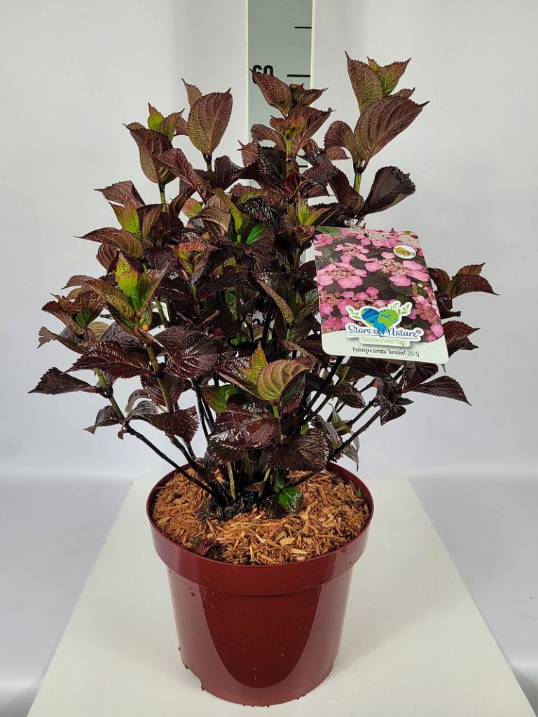 Hydrangea serrata 'Daredevil'  -S- C 5 30- 40, 150 Stück lieferbar, Beladung 3x17, Highlight: buschige Pflanzen, mit dunkelrotem Laub, teilweise mit Blütenknospen
