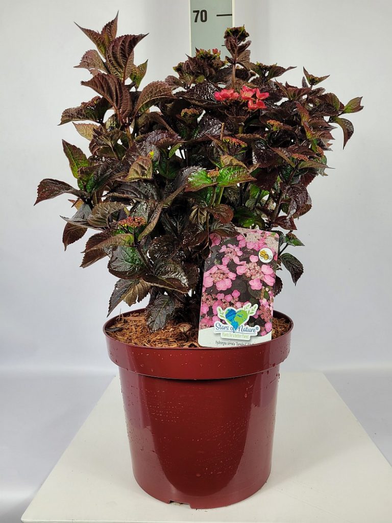 Hydrangea serrata 'Daredevil'  -S- C 7,5 50- 60, 20 Stück lieferbar, Beladung 2x12, Highlight: buschige Pflanzen, mit dunkelrotem Laub, teilweise mit Blütenknospen