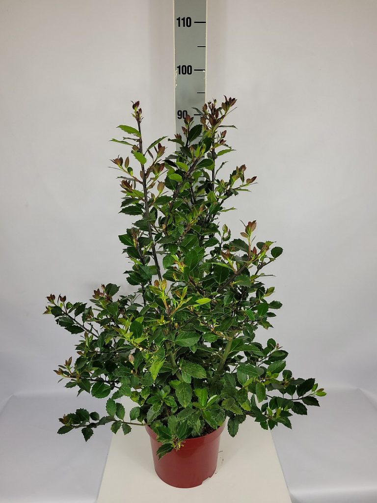 Ilex meserveae 'Heckenblau'  -R- C 5 60- 80, 200 Stück lieferbar, Beladung 2x17, Highlight: sehr buschige, kräftige Pflanzen, toll für immergrüne Hecken, jetzt zum Sonderpreis!