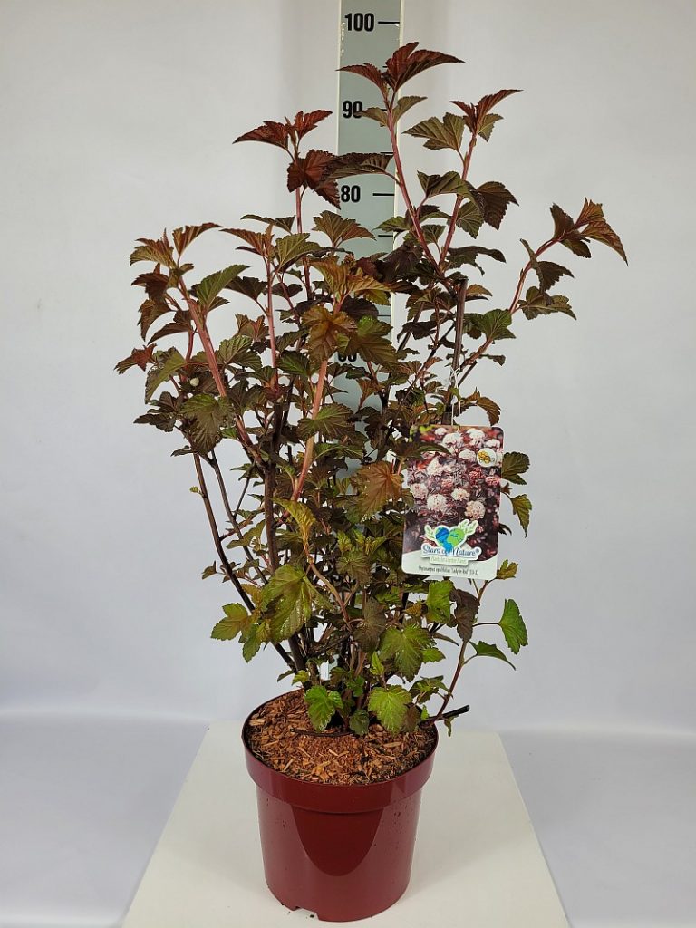 Physocarpus opulifolius 'Lady in Red'  -R- C 5 60- 80, 75 Stück lieferbar, Beladung 2x17, Highlight: dunkelrotes Laub, buschige Pflanzen!