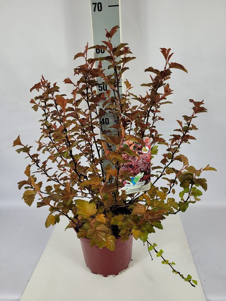 Physocarpus opulifolius 'Little Angel' C 3 30- 40, 50 Stück lieferbar, Beladung 3x21, Highlight: kompakte Sorte, im Austrieb lippenstiftrotes Laub, später dunkelrot, sehr dekoratives Farbspiel der Blätter