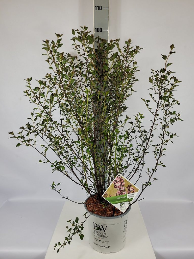 Physocarpus opu. 'Tiny Wine'  -R- PW C 5 40- 60, 200 Stück lieferbar, Beladung 2x17, Highlight: buschige Pflanzen, bald weiß blühend, die Blüten sind schon zu erkennen
