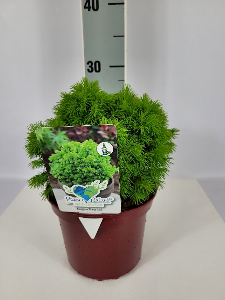 Picea glauca 'Sander's Blue' C 2 20- 25, 400 Stück lieferbar, Beladung 5x30, Highlight: mit frischem Austrieb, aktuell noch dunkelgrün, bald bläulichgrüne Nadelfarbe, Top-Sorte
