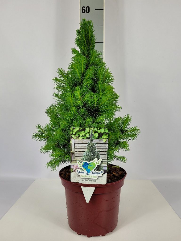 Picea glauca 'Sander's Blue' C 2 20- 25, 400 Stück lieferbar, Beladung 5x30, Highlight: mit frischem Austrieb, aktuell noch dunkelgrün, bald bläulichgrüne Nadelfarbe, Top-Sorte