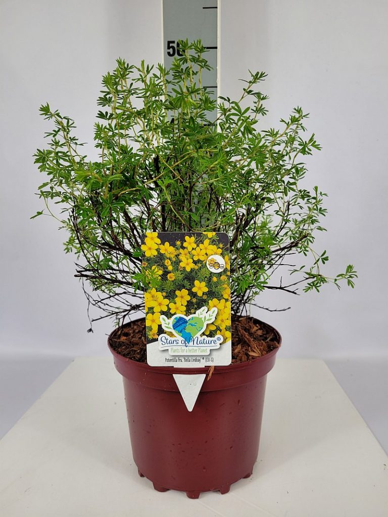 Potentilla fruticosa 'Bella Lindsey'  -R- C 3 25- 30, 90 Stück lieferbar, Beladung 5x21, Highlight: frischgrünes fingerartiges Laub, teilweise schon mit kleinen Blütenknospen/Blüten