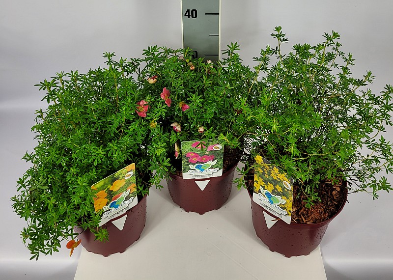 Potentilla fruticosa 'Bella-Mix' EU-S  C 3 25- 30, 300 Stück lieferbar, Beladung 5x21, Highlight: frischgrünes fingerartiges Laub, teilweise schon mit kleinen Blütenknospen/Blüten
