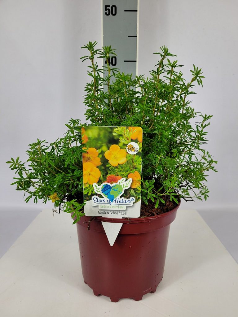 Potentilla fruticosa 'Bella Sol'   -R- C 3 25- 30, 90 Stück lieferbar, Beladung 5x21, Highlight: frischgrünes fingerartiges Laub, teilweise schon mit kleinen Blütenknospen/Blüten