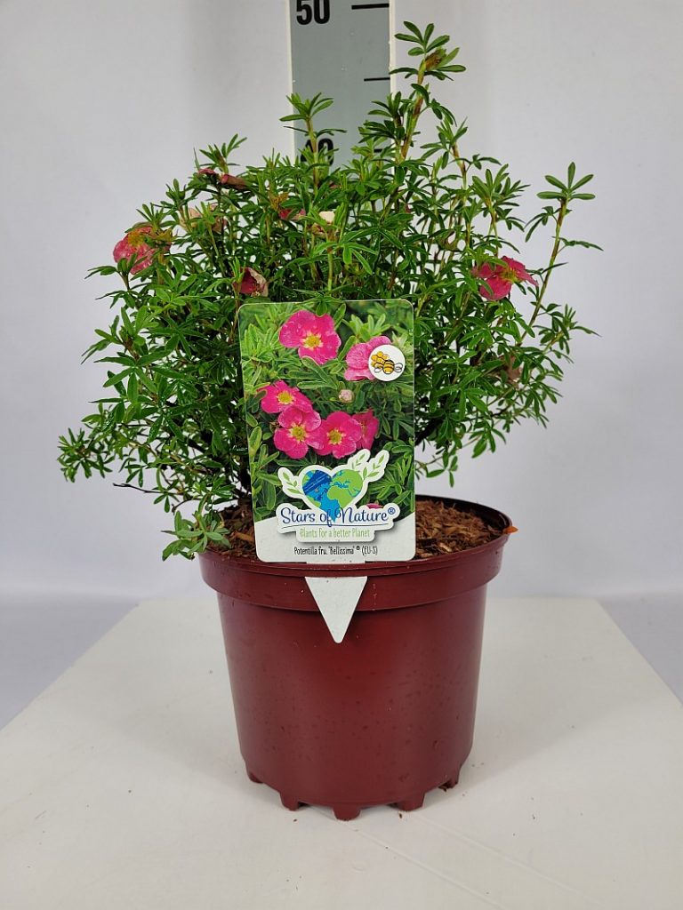 Potentilla fruticosa 'Bellissima'   -R- C 3 25- 30, 125 Stück lieferbar, Beladung 5x21, Highlight: frischgrünes fingerartiges Laub, teilweise schon mit kleinen Blütenknospen/Blüten