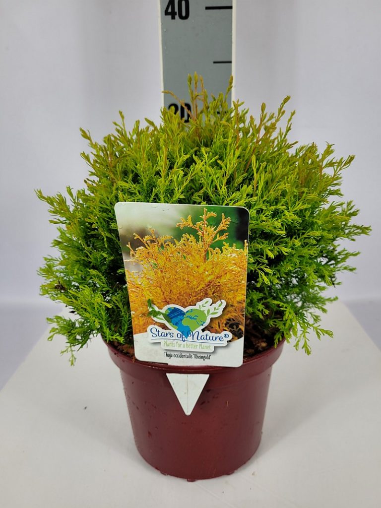 Thuja occidentalis 'Rheingold' C2 20-30 (kompakte runde bitte), 500 Stück lieferbar, Beladung 5x30, Highlight: kugelige, sehr schöne Pflanzen mit frischer, goldgrüner Benadlung