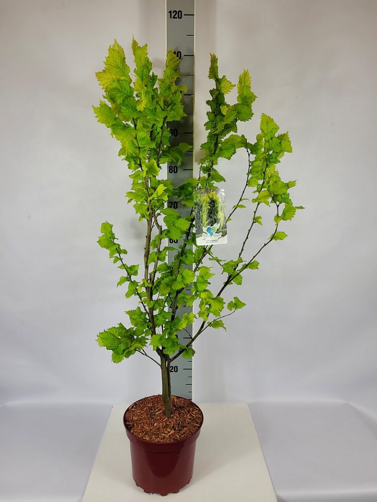 Ulmus carpinifolia 'Wredei' C 4 40- 60, 200 Stück lieferbar, Beladung 2x18, Highlight: mit goldgelbem Laub, kräftige verzweigte Ware