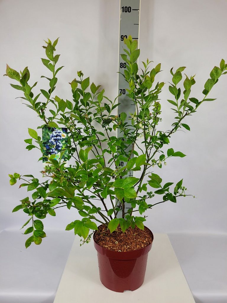 Vaccinium corymb.'Reka'  -R-           CAC C 5 40- 60, 200 Stück lieferbar, Beladung 2x17, Highlight: buschige Pflanzen, mit Blüten und Beerenansätzen, tolle robuste und wüchsige Sorte