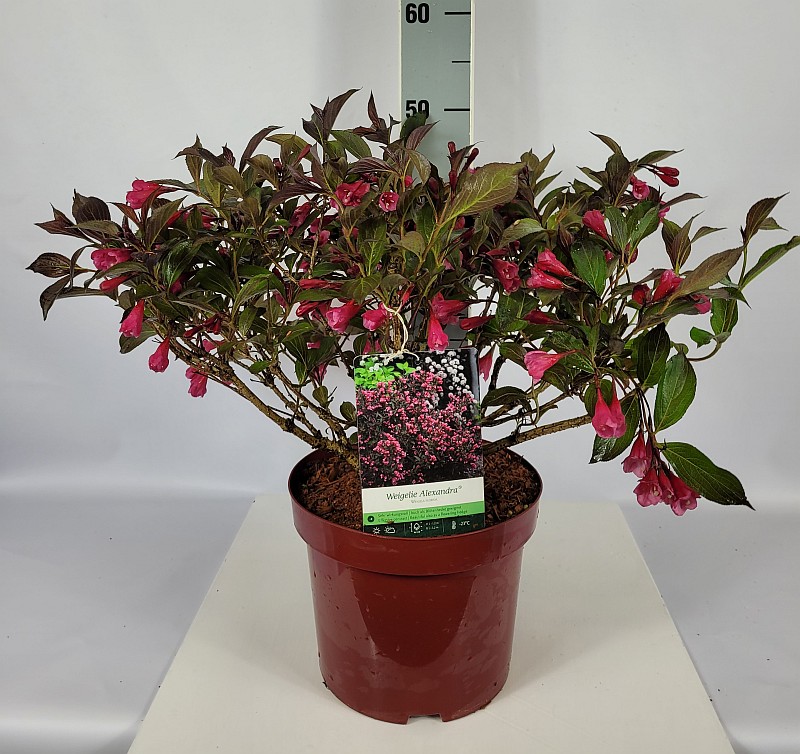 Weigela florida 'Alexandra'  -S- C 5 40- 60, 100 Stück lieferbar, Beladung 3x17, Highlight: kompakte Pflanzen mit dunkelrotem Laub und roten Blüten!