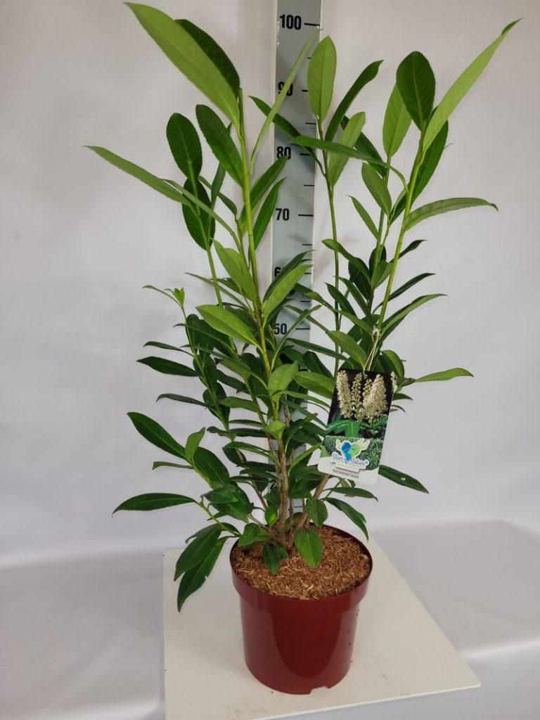Prunus lauroc.'Caucasica' C 5 40- 60, 2000 Stück lieferbar, Beladung 2x25, Highlight: schöne Heckenware!