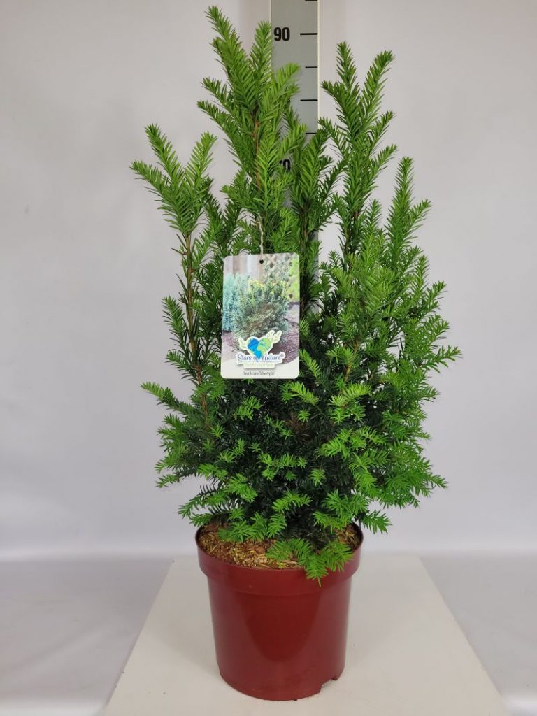 Taxus baccata 'Schwarzgrün' C 5 40- 50, 200 Stück lieferbar, Beladung 3x17, Highlight: schwarzgrüne Benadlung