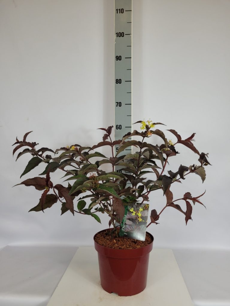 Diervilla splendens 'Diva'  -S- C 5 40- 60, 300 Stück lieferbar, Beladung 3x17, Highlight: dunkelrotes Laub, mit Blüten, Insektennährpflanze