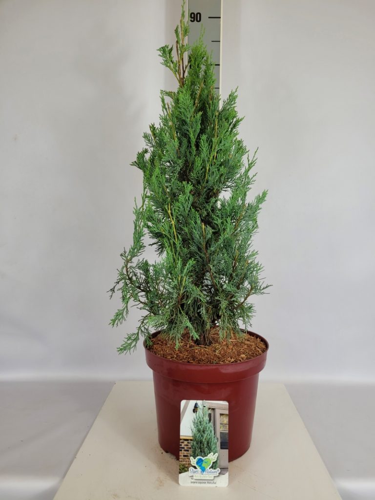 Juniperus scopulorum 'Wichita Blue' C 5 50- 60, 150 Stück lieferbar, Beladung 3x17, Highlight: Wacholder mit intensiv blauer Nadelfärbung, wächst auch an sehr trockenen Standorten