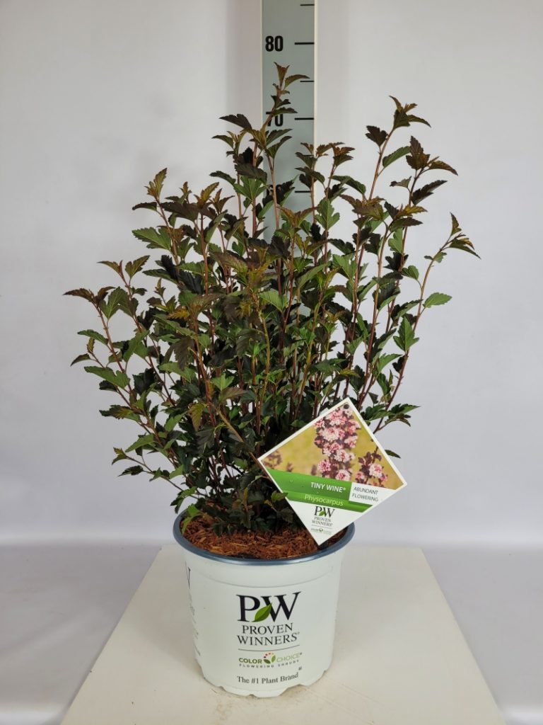 Physocarpus opu. 'Tiny Wine'  -R- PW C 5 40- 60, 300 Stück lieferbar, Beladung 2x17, Highlight: Kompakte Fasanenspiere mit weinrotem, kleinem Laub
