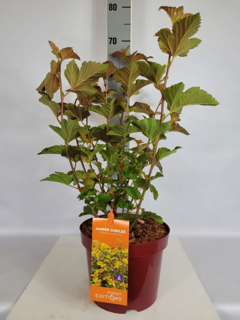 Physocarpus opulifolius 'Amber Jubilee'  - C 5 40- 60, 200 Stück lieferbar, Beladung 2x17, Highlight: Fasanenspiere mit interessantem orangegrünem bis rotgrünem Farbspiel der Blätter
