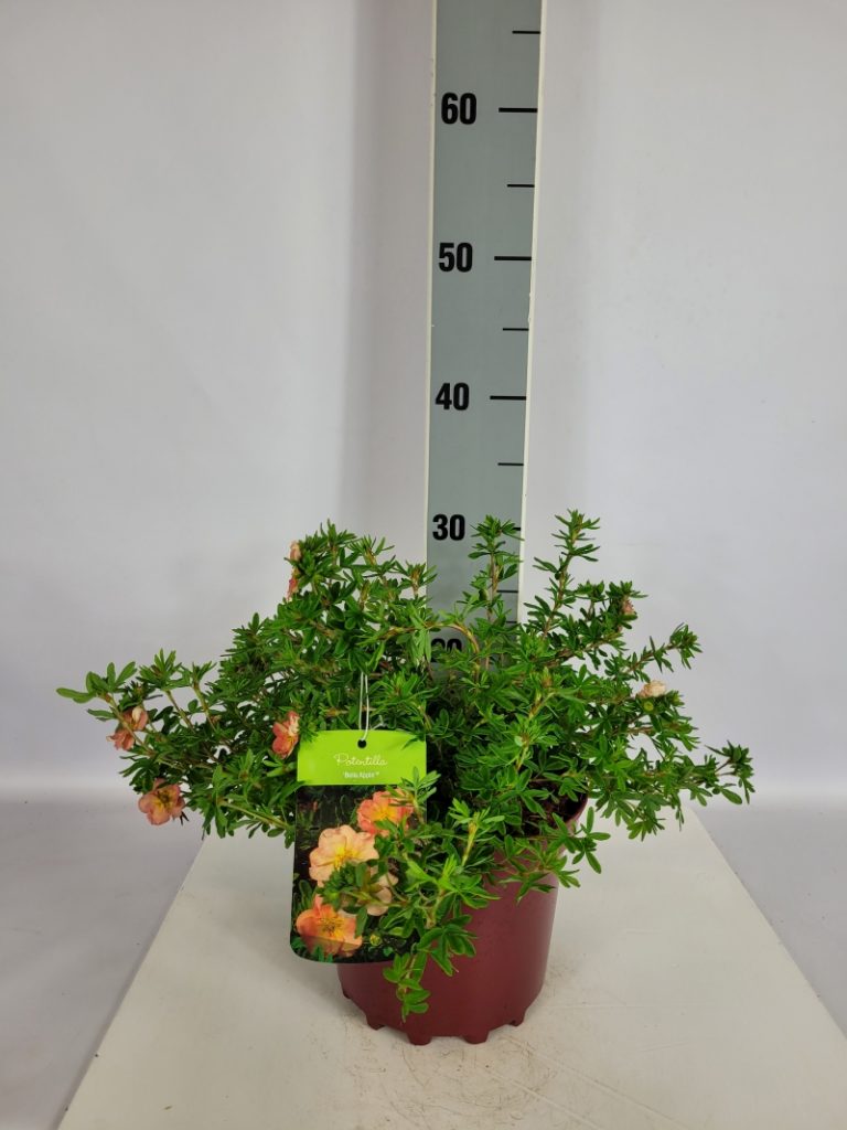 Potentilla fruticosa 'Bella Apple'  -R- C 3 25- 30, 400 Stück lieferbar, Beladung 5x21, Highlight: Fingerstrauch-Neuheit, interessante orangegrüne Blütenfarbe, insektenfreundlich