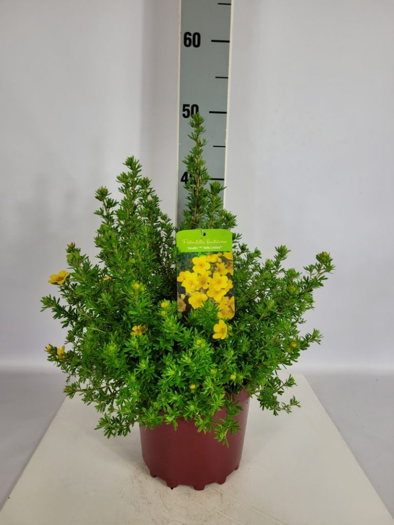 Potentilla fruticosa 'Bella Lindsey'  -R- C 3 25- 30, 400 Stück lieferbar, Beladung 5x21, Highlight: Fingerstrauch-Neuheit, leuchtend gelbe Blütenfarbe, insektenfreundlich