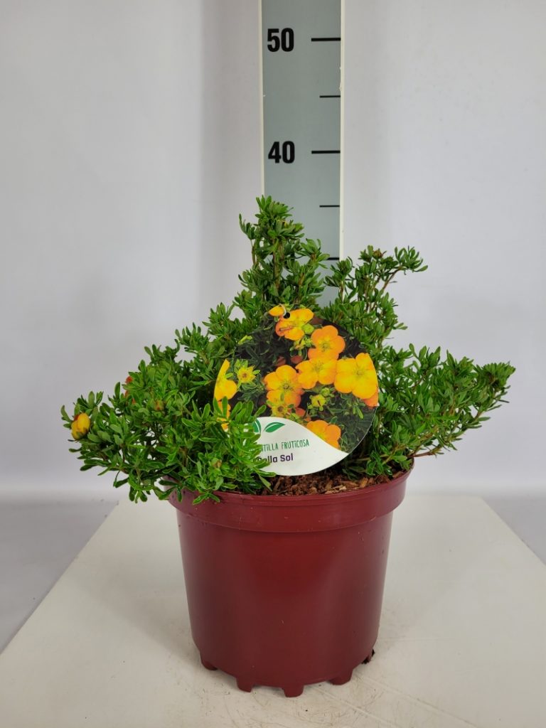 Potentilla fruticosa 'Bella Sol'   -R- C 3 25- 30, 400 Stück lieferbar, Beladung 5x21, Highlight: Fingerstrauch-Neuheit, leuchtend orange Blütenfarbe, insektenfreundlich