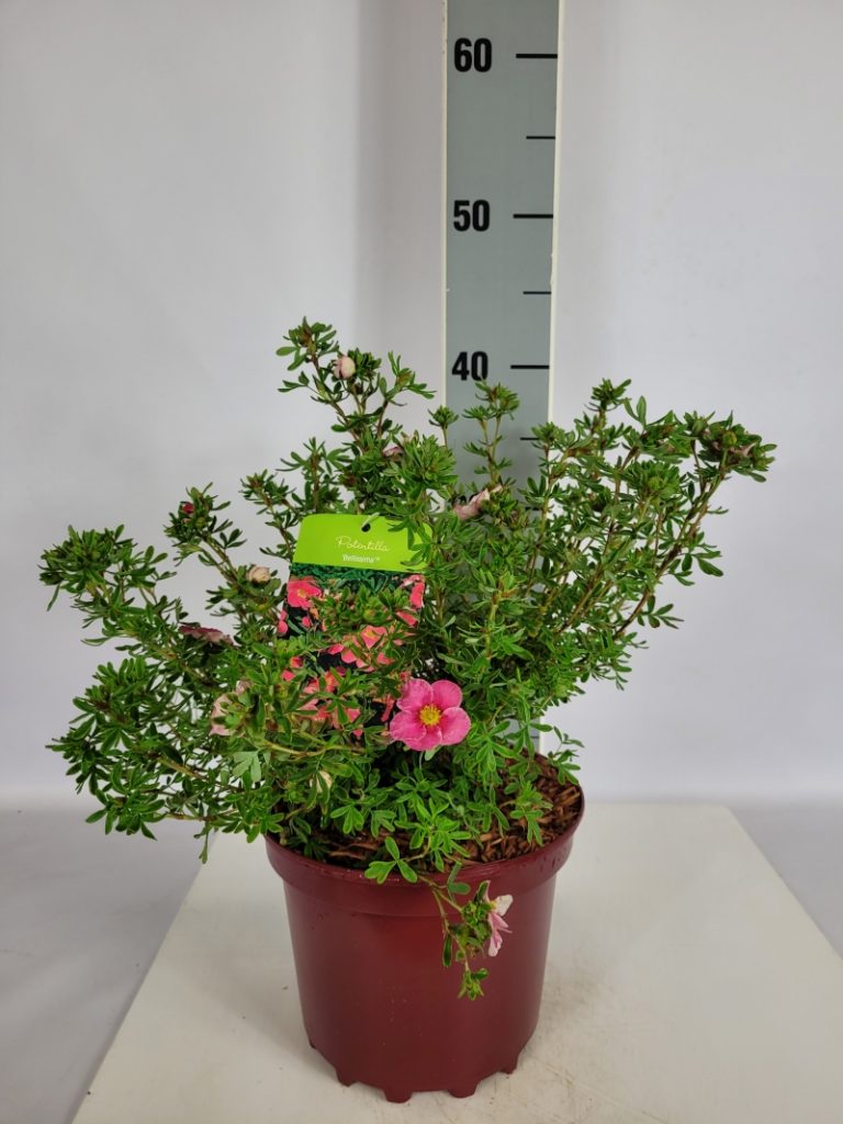 Potentilla fruticosa 'Bellissima'   -R- C 3 25- 30, 400 Stück lieferbar, Beladung 5x21, Highlight: Fingerstrauch-Neuheit, wunderschöne rosarote Blütenfarbe, insektenfreundlich