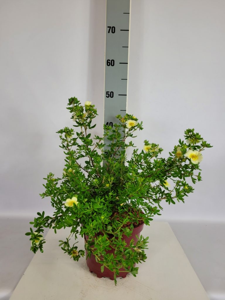 Potentilla fruticosa 'Limelight' C 3 25- 30, 250 Stück lieferbar, Beladung 5x21, Highlight: Fingerstrauch mit hellzitronengelber Blüte, in der Blütenmitte reingelb. Insektenfreundlich!