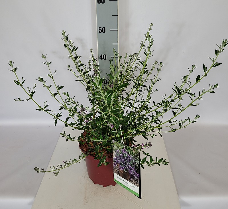Buddleja alternifolia 'Unique'  -R- C 3 30- 40, 350 Stück lieferbar, Beladung 3x21, Highlight: mit Blütenknospen
