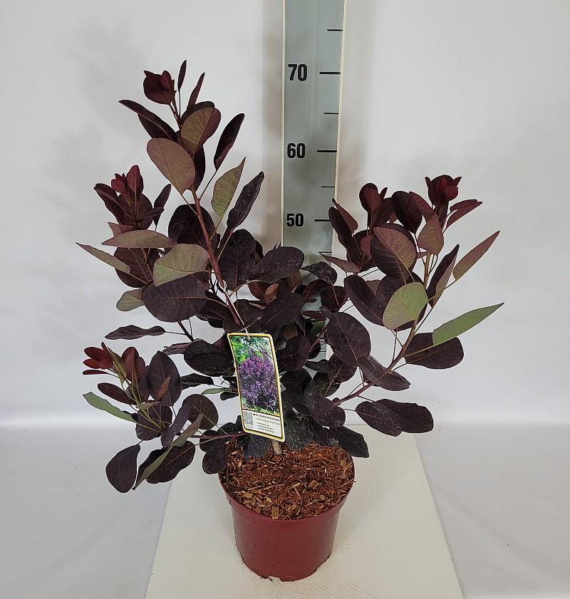 Cotinus coggygria 'Royal Purple' C 4 40- 60, 300 Stück lieferbar, Beladung 3x18, Highlight: Perückenstrauch, tief dunkelrotes Laub
