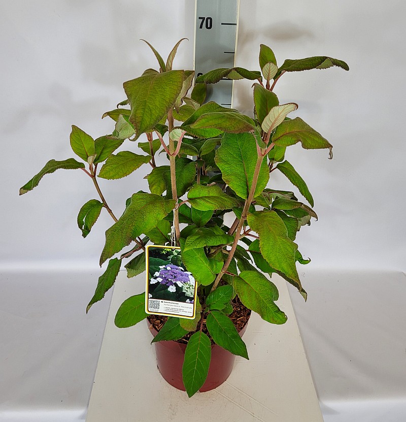 Hydrangea asp. 'Macrophylla' C 5 40- 60, 200 Stück lieferbar, Beladung 2x17, Highlight: neue Ware, schönes Laub, Blattschmuckpflanze
