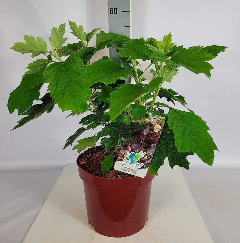 Hydrangea quercifolia 'Ruby Slippers' C 5 40- 60, 300 Stück lieferbar, Beladung 3x17, Highlight: wunderschönes Laub, bald Indian Summer Färbung