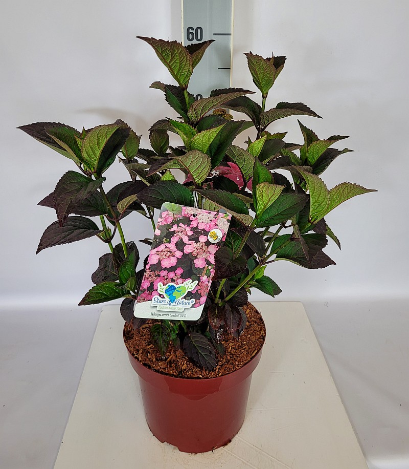 Hydrangea serrata 'Daredevil'  -S- C 5 30- 40, 500 Stück lieferbar, Beladung 3x17, Highlight: Neuheit aus Frankreich mit dunkelrotem Laub, insektenfreundliche, offene rosarote Blüte

