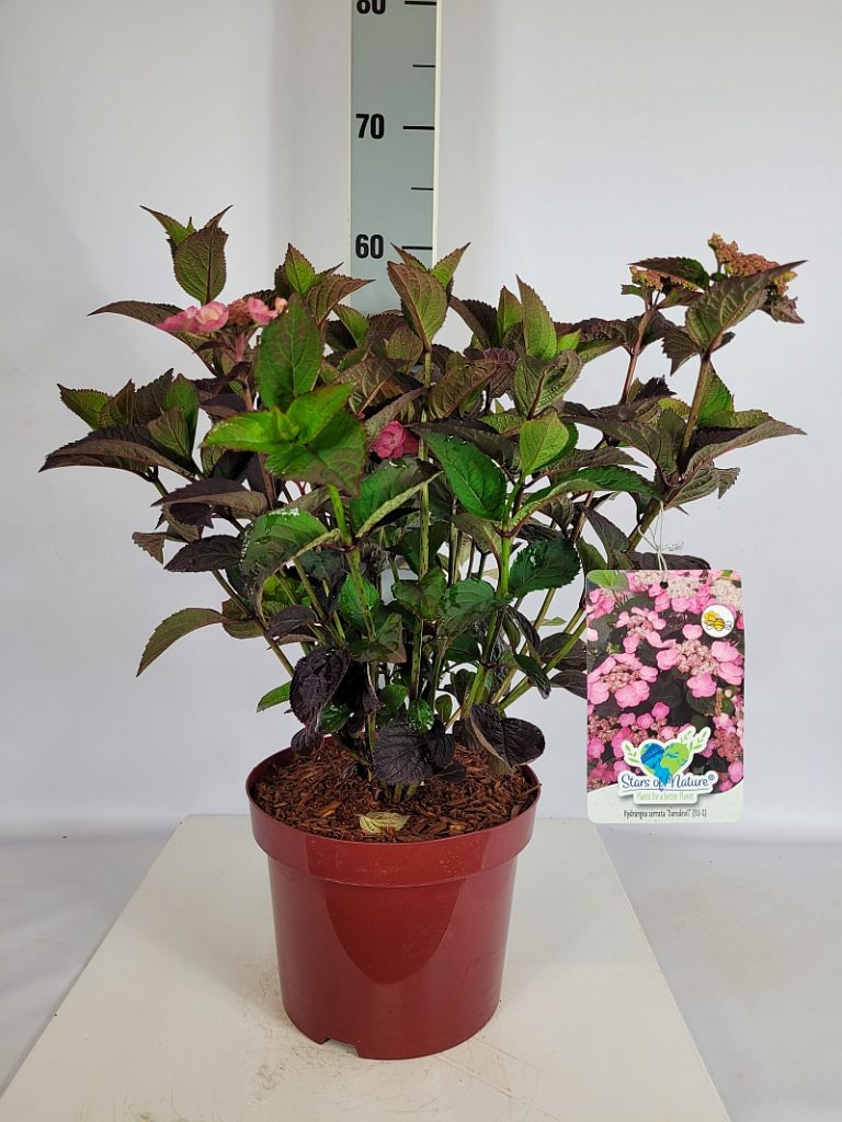 Hydrangea serrata 'Daredevil'  -S- C 5 30- 40, 300 Stück lieferbar, Beladung 3x17, Highlight: Neuheit aus Frankreich mit rötlichem Laub und rosaroter Blüte