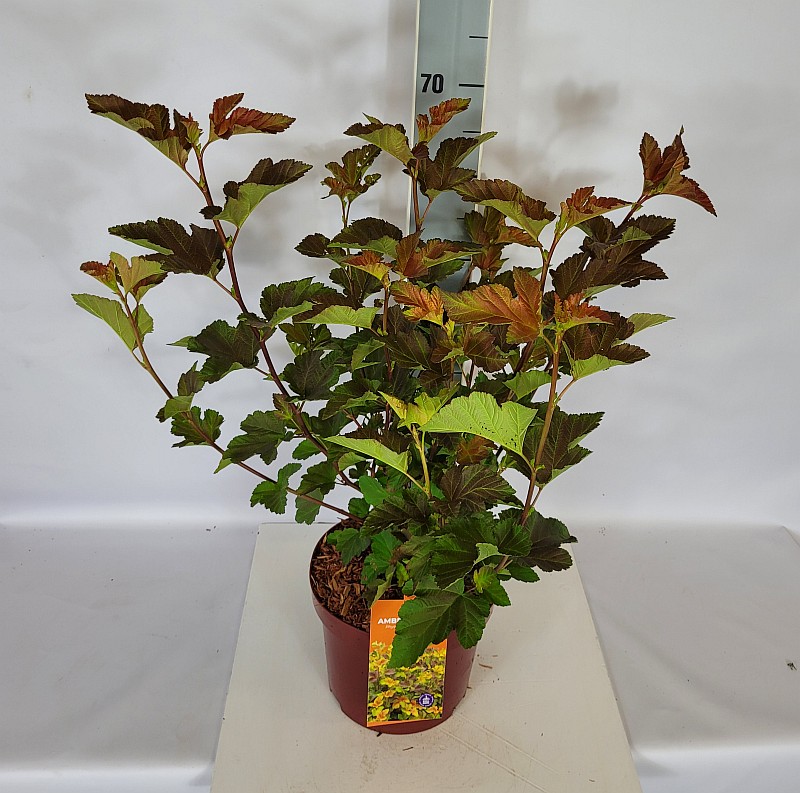 Physocarpus opulifolius 'Amber Jubilee'  - C 5 40- 60, 200 Stück lieferbar, Beladung 2x17, Highlight: Fasanenspiere mit buntem Laub, grünrötlich mit orangem Farbstich
