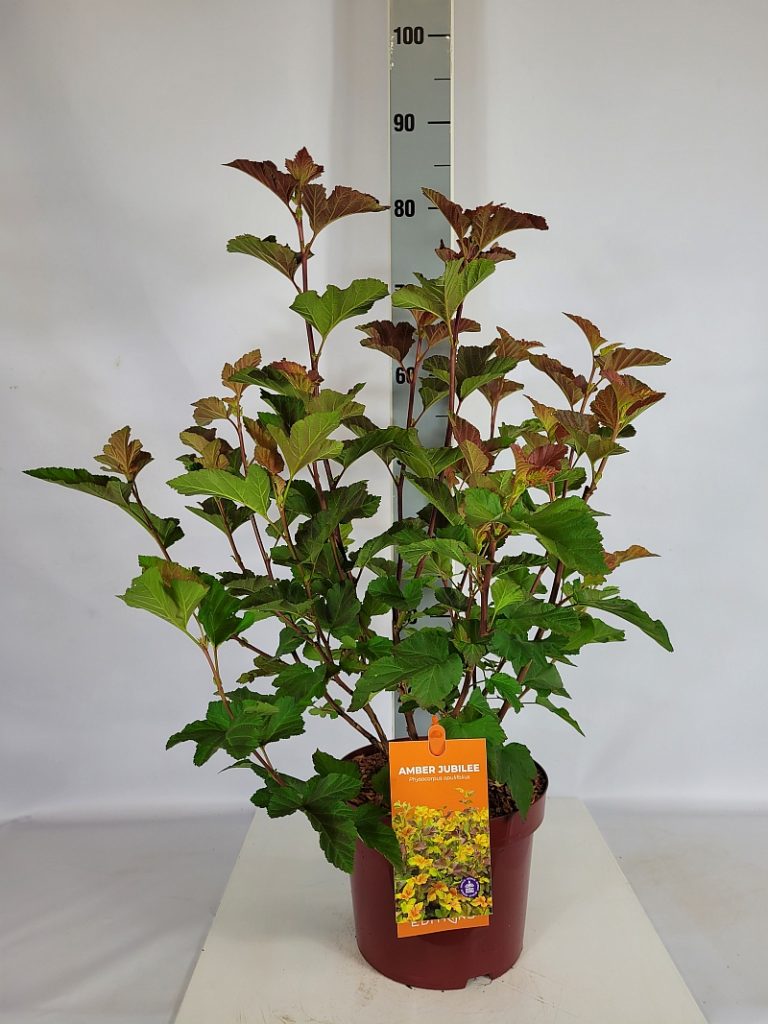 Physocarpus opulifolius 'Amber Jubilee'  - C 5 40- 60, 150 Stück lieferbar, Beladung 2x17, Highlight: sehr schönes Farbspiel der Blätter