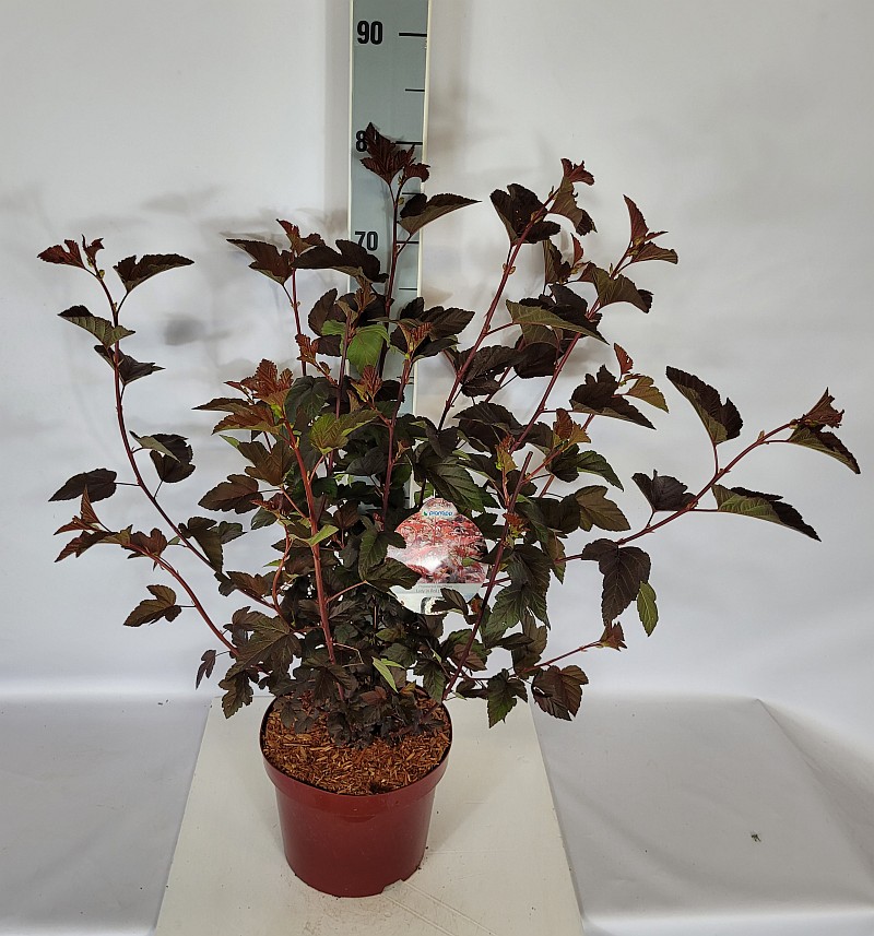 Physocarpus opulifolius 'Lady in Red'  -R- C 5 60- 80, 200 Stück lieferbar, Beladung 2x17, Highlight: Fasanenspiere mit rötlichem Neuaustrieb
