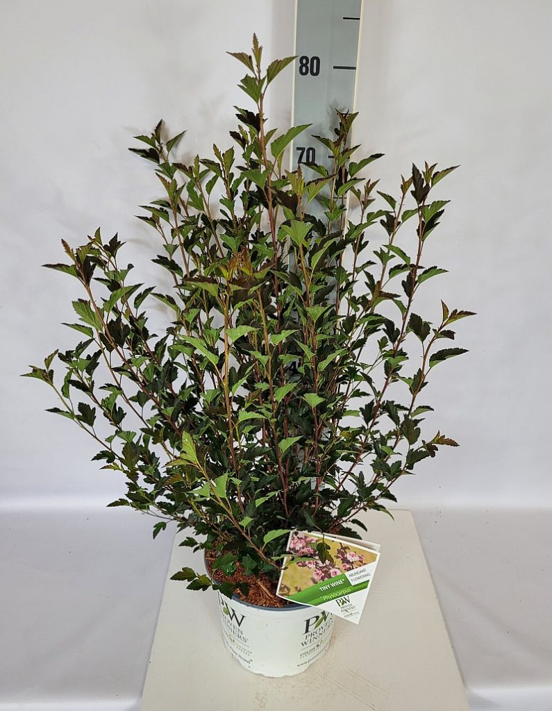 Physocarpus opu. 'Tiny Wine'  -R- PW C 5 40- 60, 450 Stück lieferbar, Beladung 2x17, Highlight: weinrote Fasanenspiere, zierliches, schmales Laub
