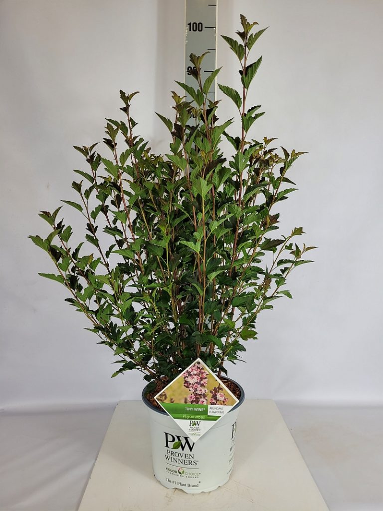 Physocarpus opu. 'Tiny Wine'  -R- PW C 5 40- 60, 400 Stück lieferbar, Beladung 2x17, Highlight: weinrotes, feines Laub, dichtbuschige Pflanzen