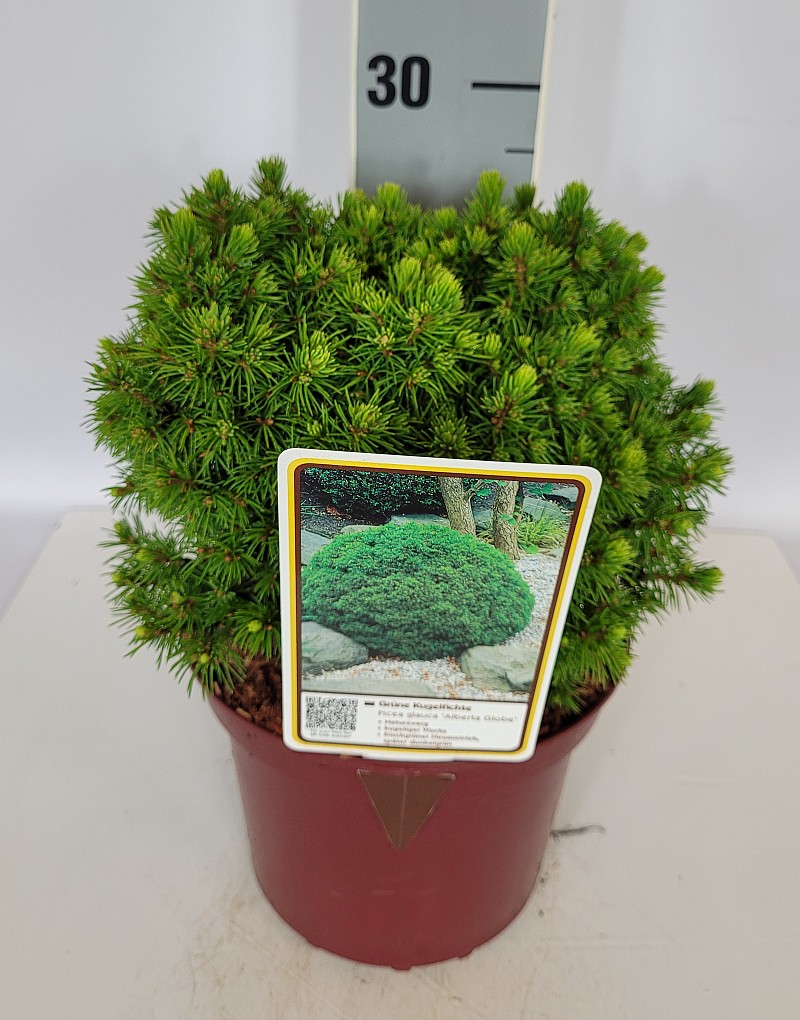Picea glauca 'Alberta Globe' C 2 15- 20, 500 Stück lieferbar, Beladung 6x30, Highlight: Grasgrüne Kugelfichte
