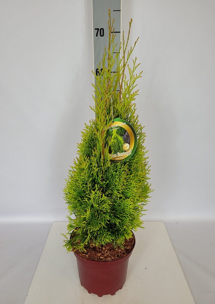 Thuja occidentalis 'Golden Smaragd'  -R- C 3 40- 60, 1000 Stück lieferbar, Beladung 3x21, Highlight: Goldgelb leuchtende Nadelfarbe - ein strahlend schöner Leuchtturm in jedem Garten
