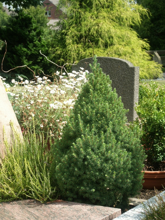Picea glauca Conica - die Zuckerhutfichte