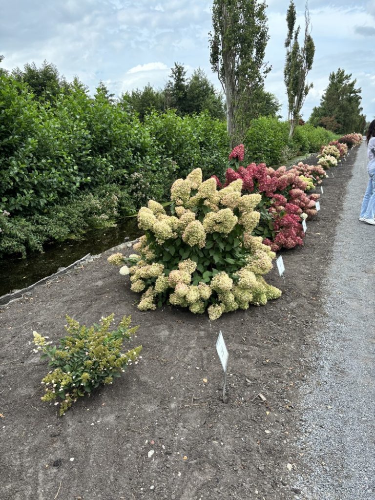 Schaugarten bei Alex Schomaker