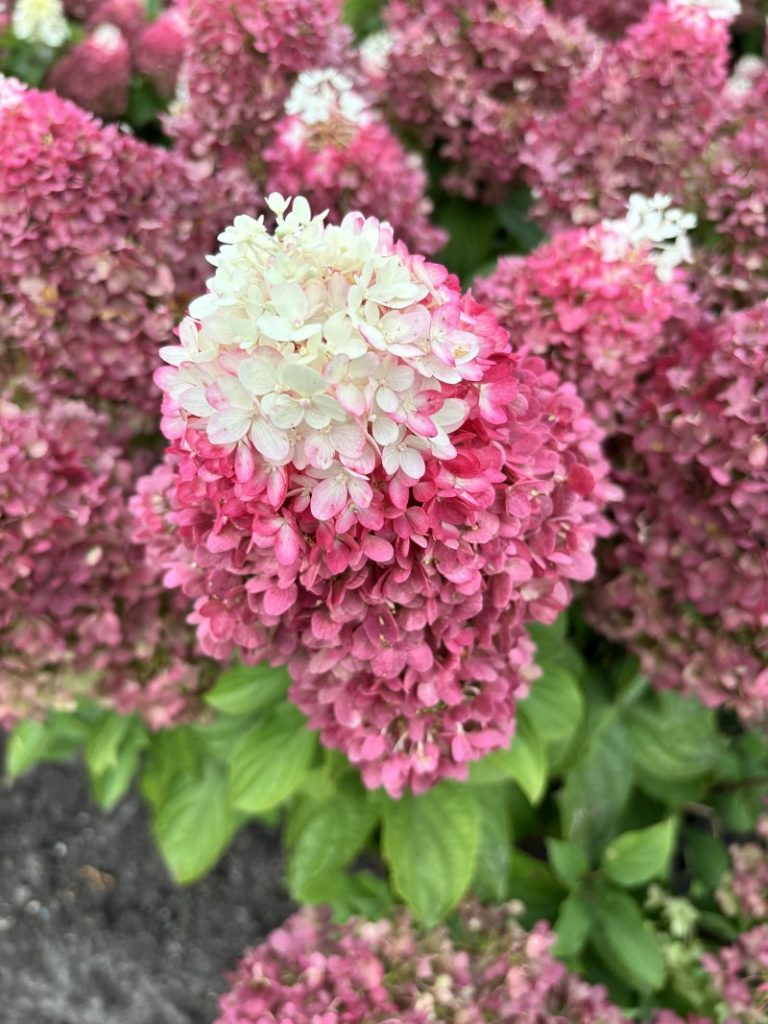 Schaugarten bei Alex Schomaker