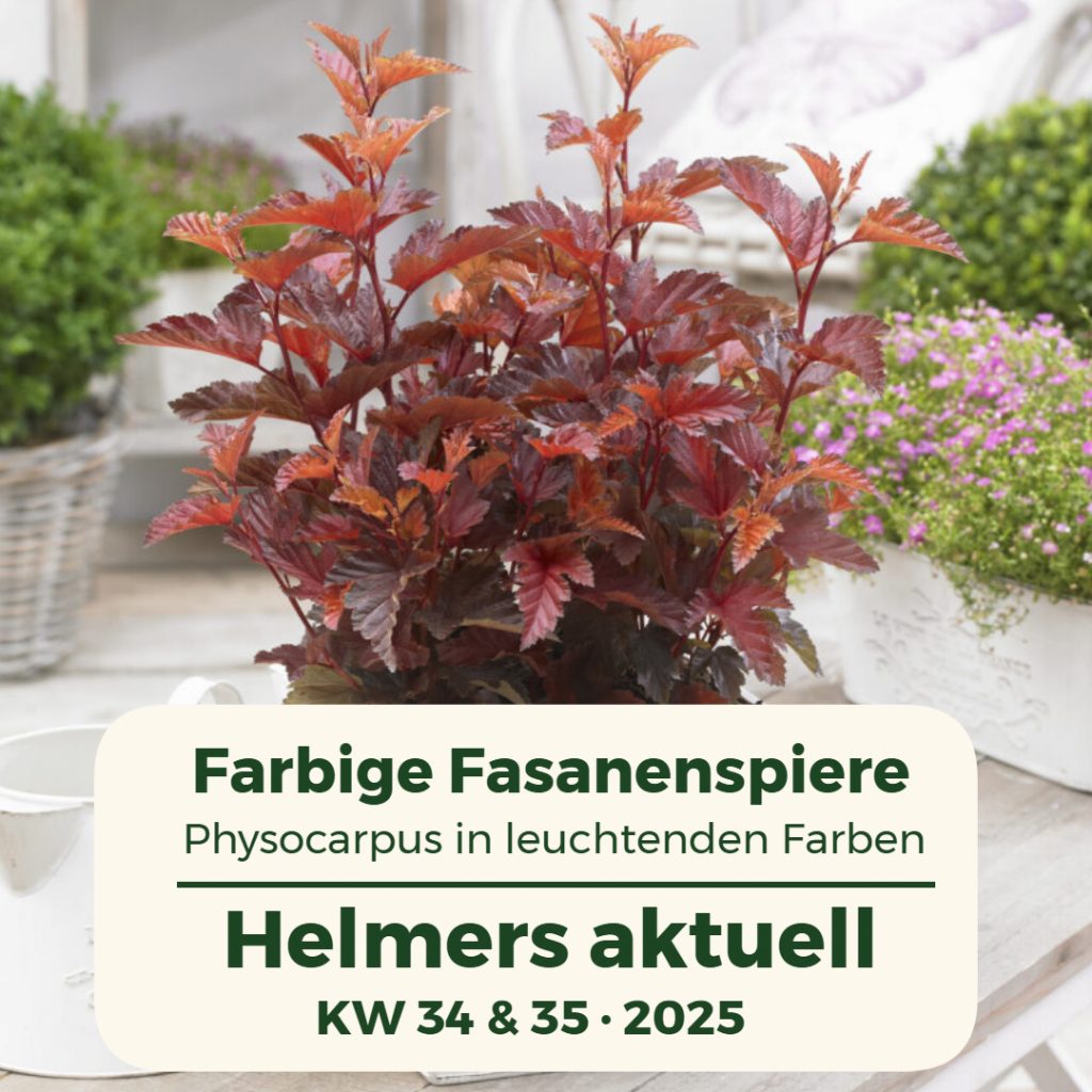 Aktuelle Pflanzen für die Kalenderwochen 34+35 / 2025