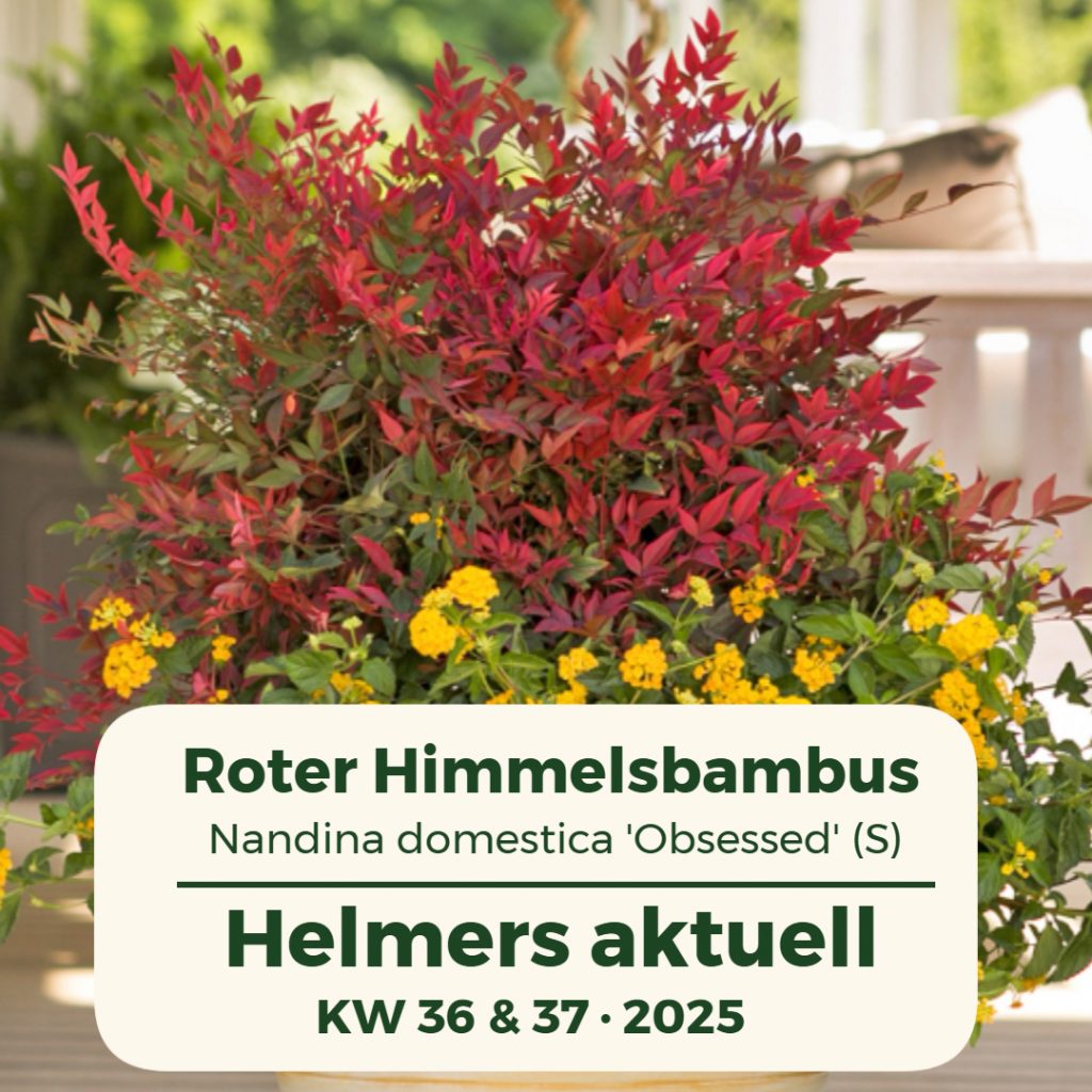 Helmers aktuell für die Kalenderwochen 36+37 / 2025