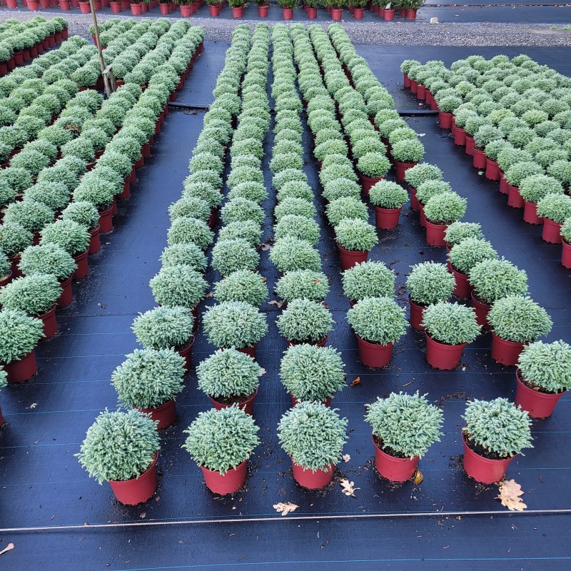 Chamaecyparis pisifera 'Minta' (R) C 2 15- 20, 600 Stück lieferbar, Beladung 5x30, Highlight: kleine bläuliche Minikugeln, toll mit Heide zu kombinieren!
