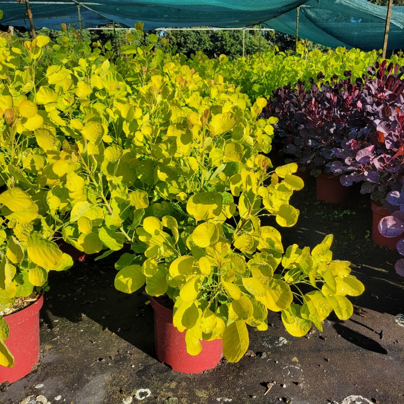 Cotinus coggygria 'Golden Spirit'  -R- C 4 40- 60, 400 Stück lieferbar, Beladung 3x18, Highlight: goldgelb leuchtendes Laub!
